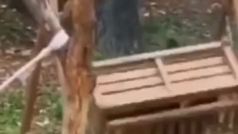 Animals meme compilation 😅