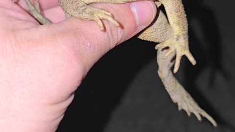 Male American Toad.