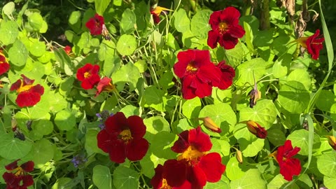 Nasturtium