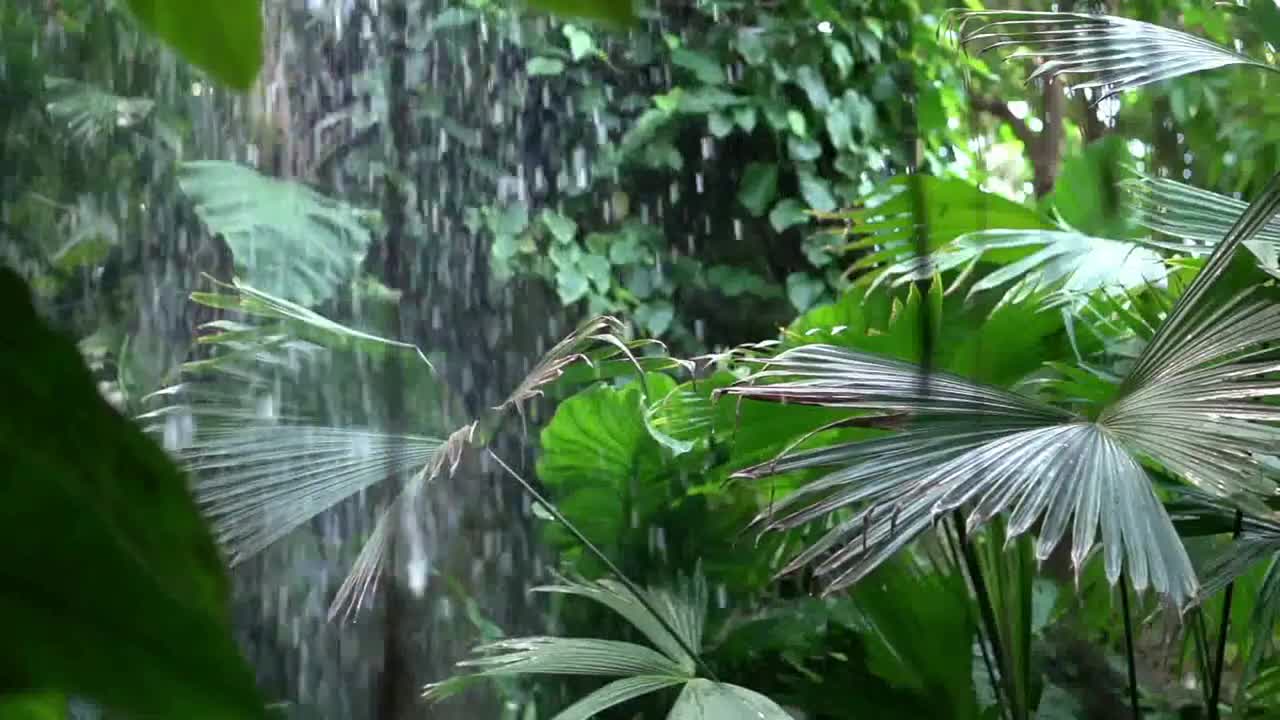 Rainforest Rain Sounds for Sleeping or Studying Relaxing Music 2022