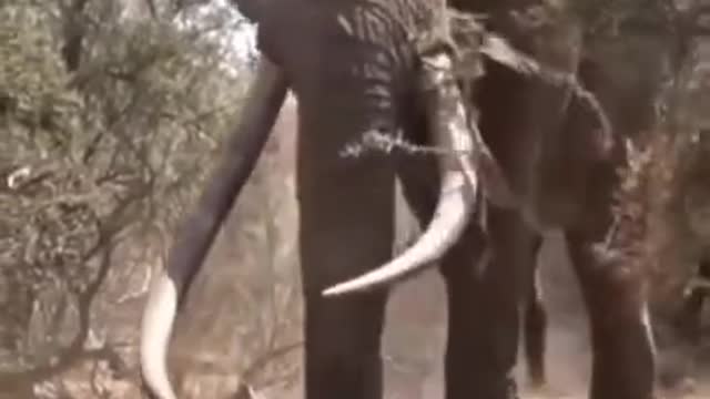The biggest tusker in the World