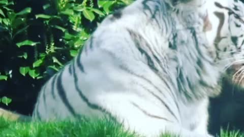A great big cat