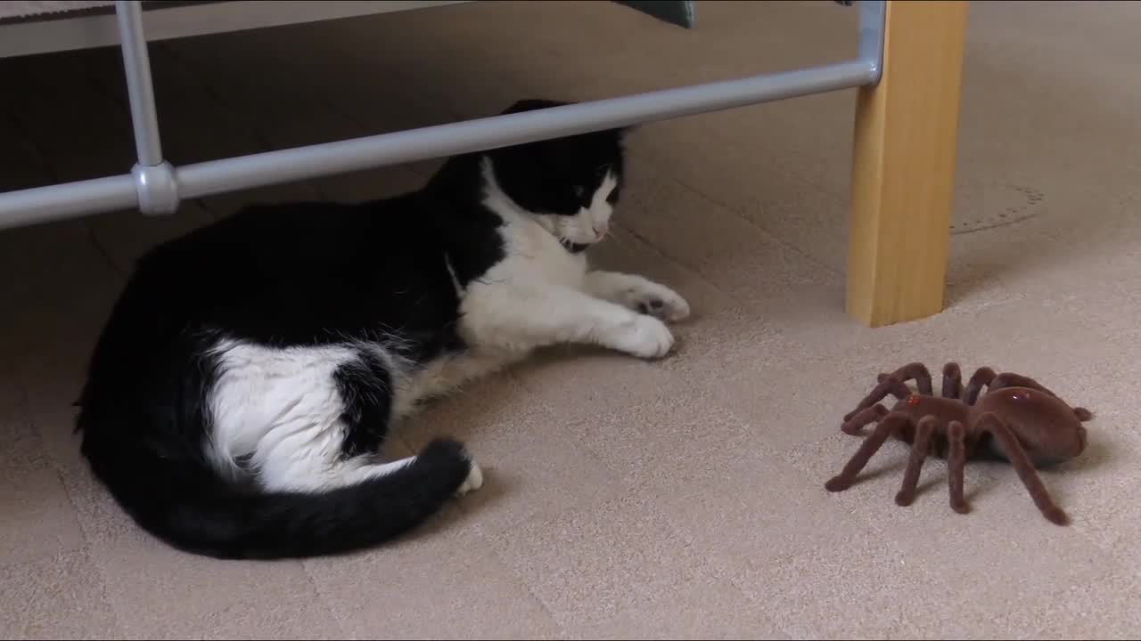 Funny kitten bounces in for a sneak attack a spider