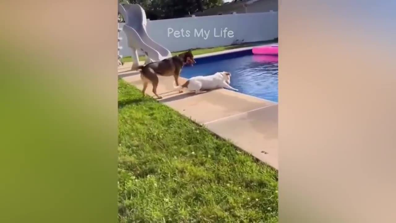 Cats and dogs playing with man
