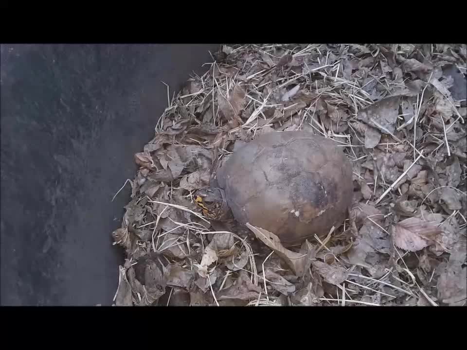 Old Box Turtle Wakes From Hibernation ^_^