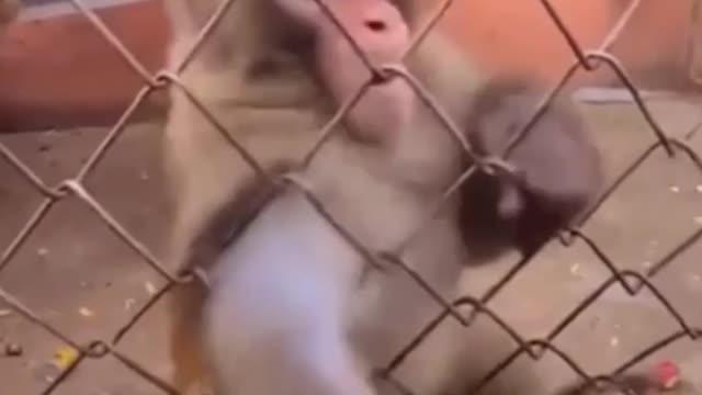 It’s not about the banana anymore !