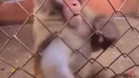 It’s not about the banana anymore !