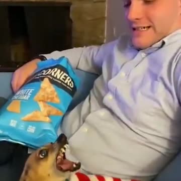 Funny cats and dogs - Hilarious