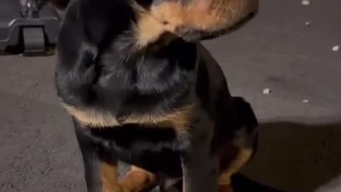 Cute 🐶