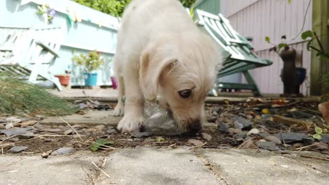 Little Labrador Poodle Cross Puppy with a plastic water bottle