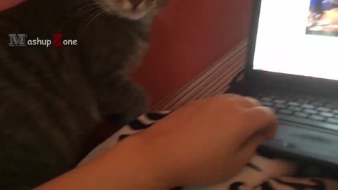 funny singing ( cats reaction)