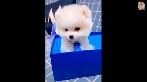 very cute dog never seen before