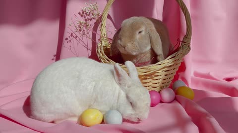 Rabbits Used As Easter Bunnies