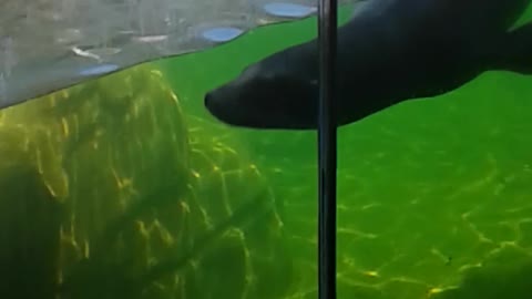 Seals swimming at the Memphis zoo