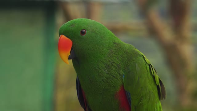 Beautiful parrot sings to answer the other animals that were talking