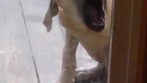 This Dog 100% Make You Laugh