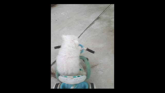 Dog riding a bike.