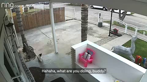 Cat can do that