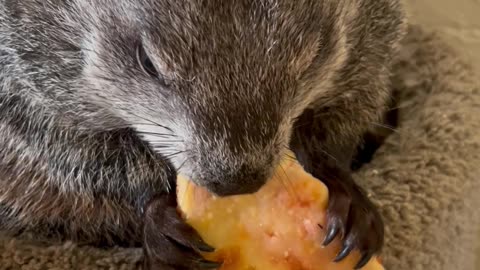 Pet Groundhog Pizza Party