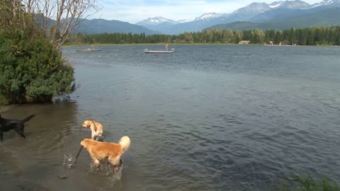 Dogs Playing In Water