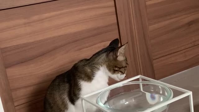 Very thirsty cat , drinking water a lot