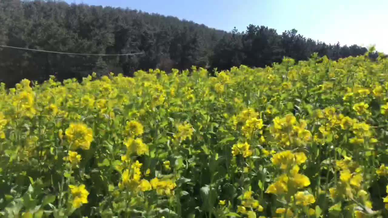 a field of rape flowers swaying in the wind