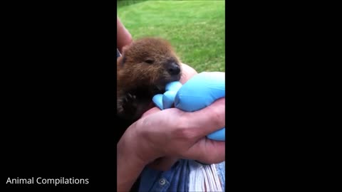 Cute Beaver Having his breakfast