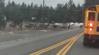 Elk run