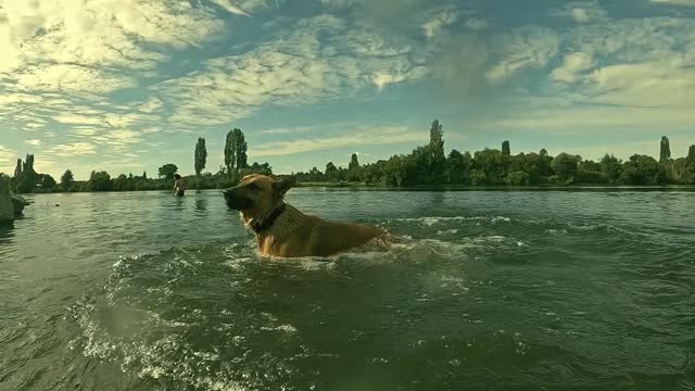 Dog performing jump in the water