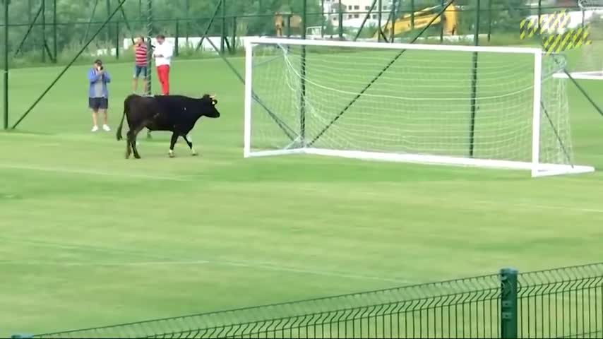 20 EPIC MOMENTS WITH ANIMALS ON THE FOOTBALL PITCH