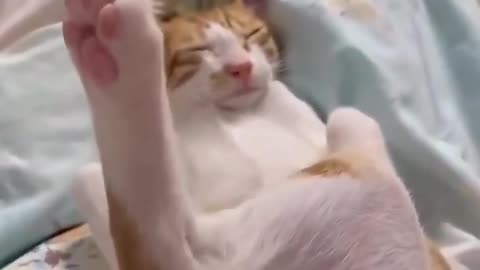 Funny cat 😱🤣