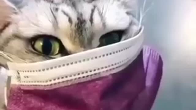 See the cat fanny super cute video.