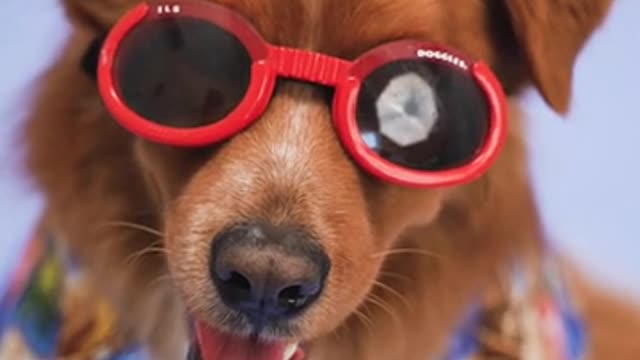 Cute puppy_with sunglass & wearing a beautiful t-shirt