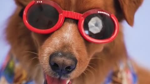 Cute puppy_with sunglass & wearing a beautiful t-shirt