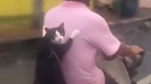 funny and fun animals