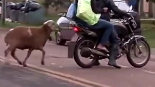 Demonic Goats terrorizing people on the Street #shorts