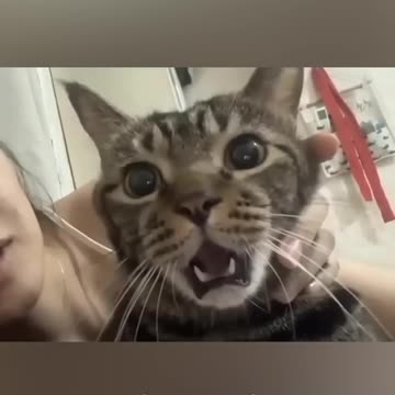 Funny Dogs, Cats and Animals Videos TRY Not to Laugh! # 63!