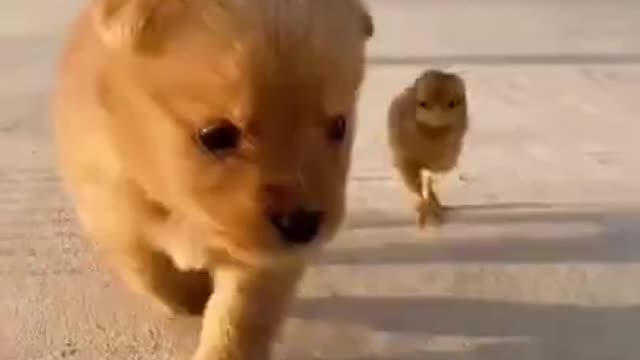 Very cute puppy plying with chicks