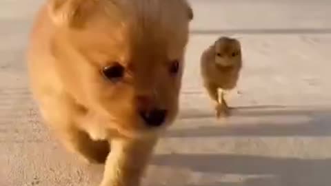 Very cute puppy plying with chicks