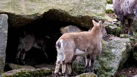 liczenie baranów i nie tylko