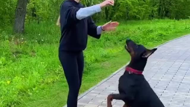 #Dog brain training#shorts