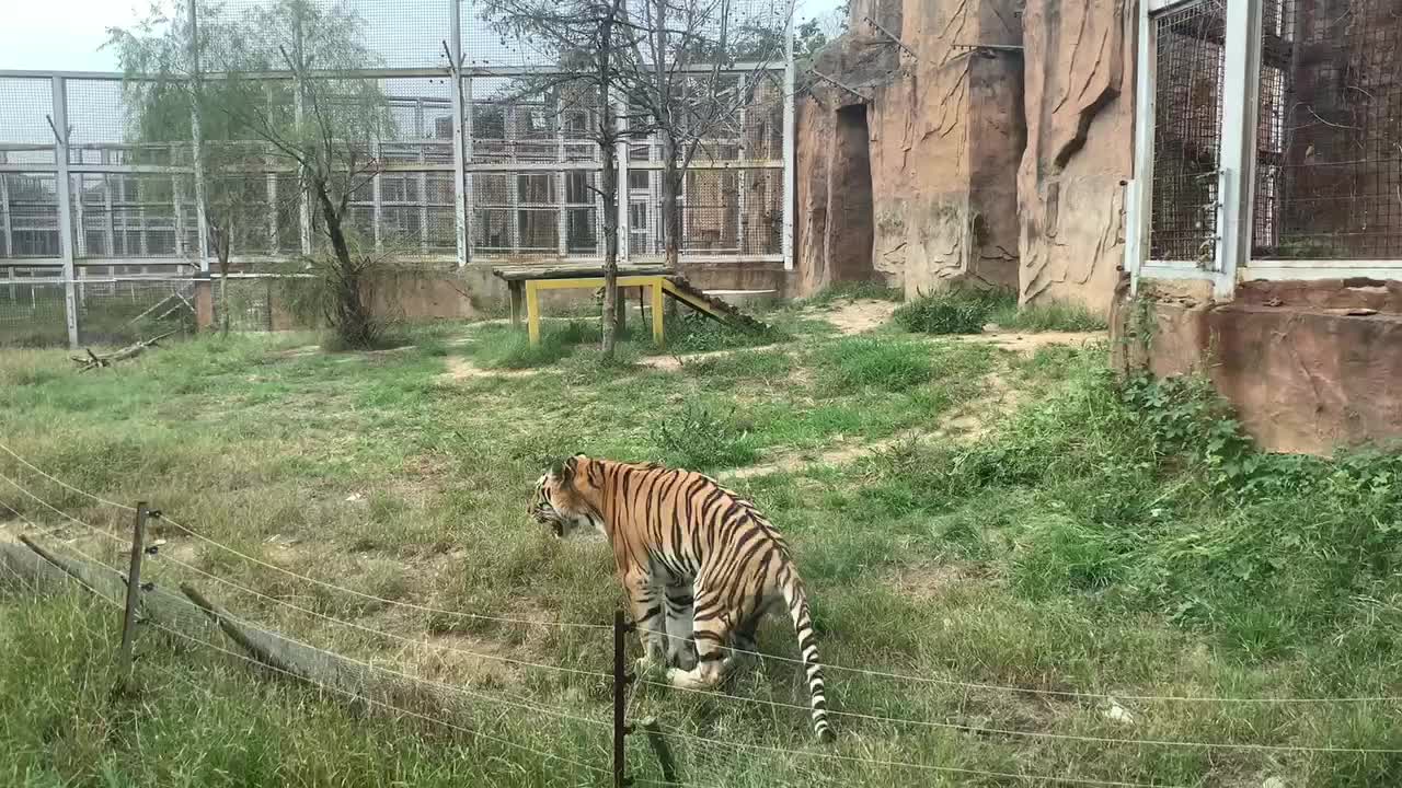 What is the tiger doing, is it leg pain?