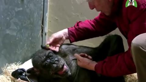 59 Year Old Chimpanzee Saying Bye to Old Friend!