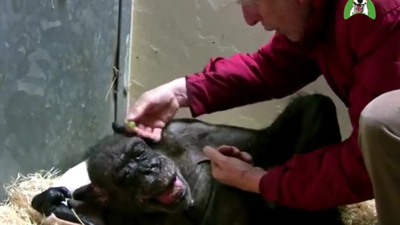 59 Year Old Chimpanzee Saying Bye to Old Friend!