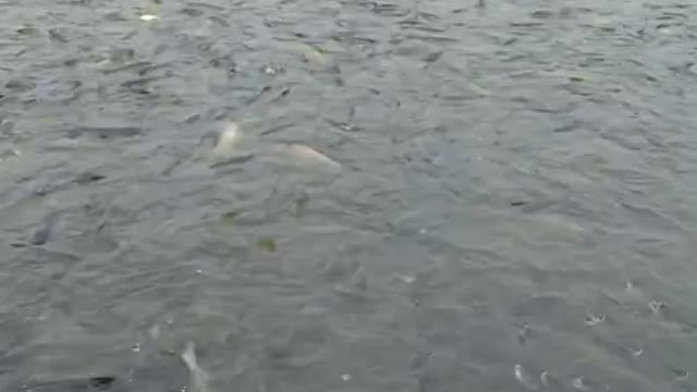 feeding fish