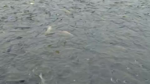 feeding fish