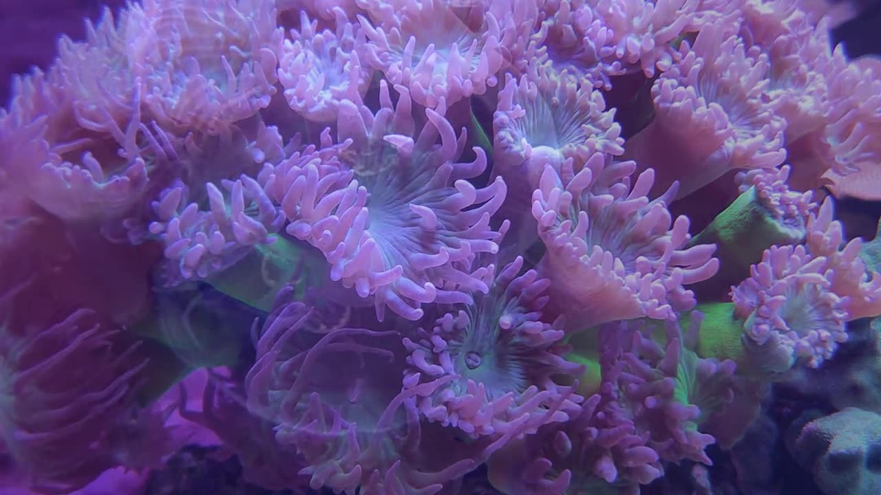 Beautiful sea life in 4k to calm your nerves