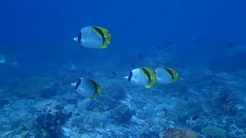 School of Lined Butterflyfish