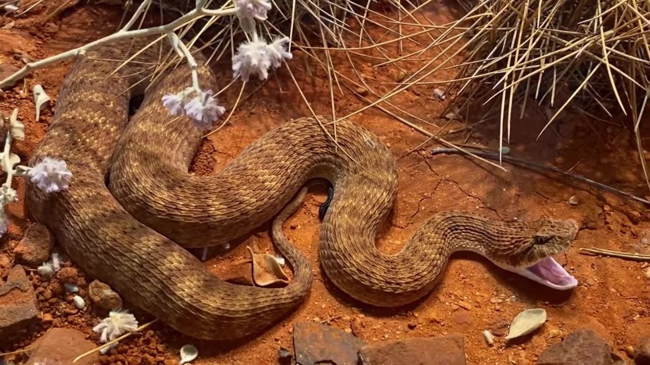 VENOMOUS DESERT DEATH ADDER YAWNING ||