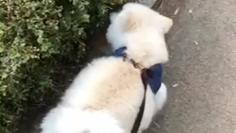 Dog walking video